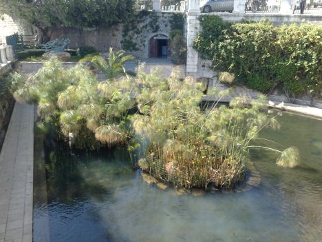 090520092270 Fonte Aretusa ed il prezioso papiro - Ortigia